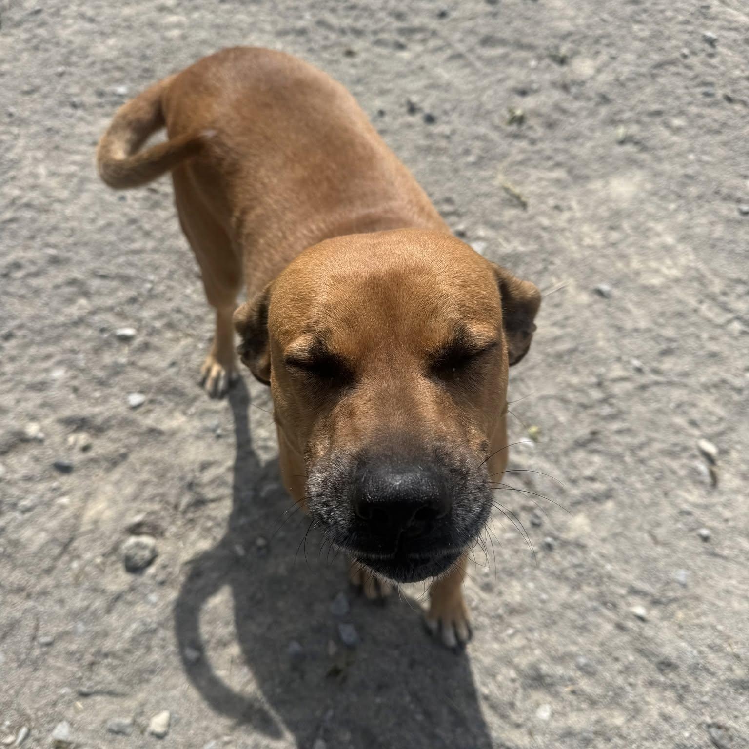 Enlarge Marion, a Adoptable mixed breed in Monon, IN image 3/3