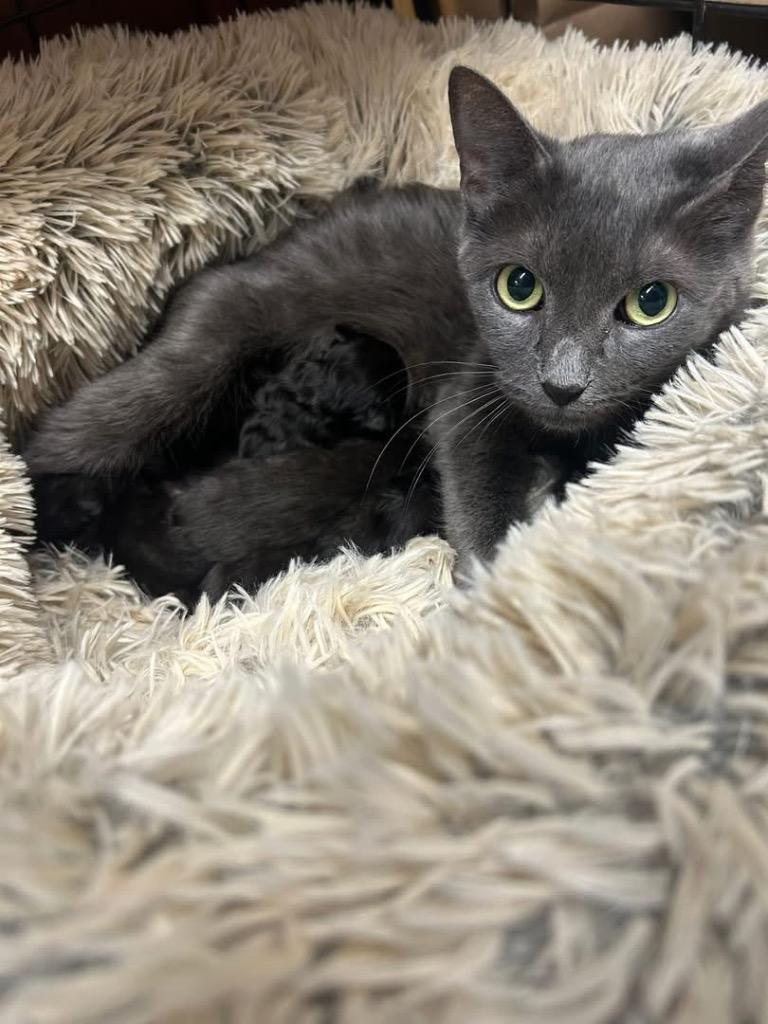 Farrah, Adoptable, Young Female Domestic Short Hair.