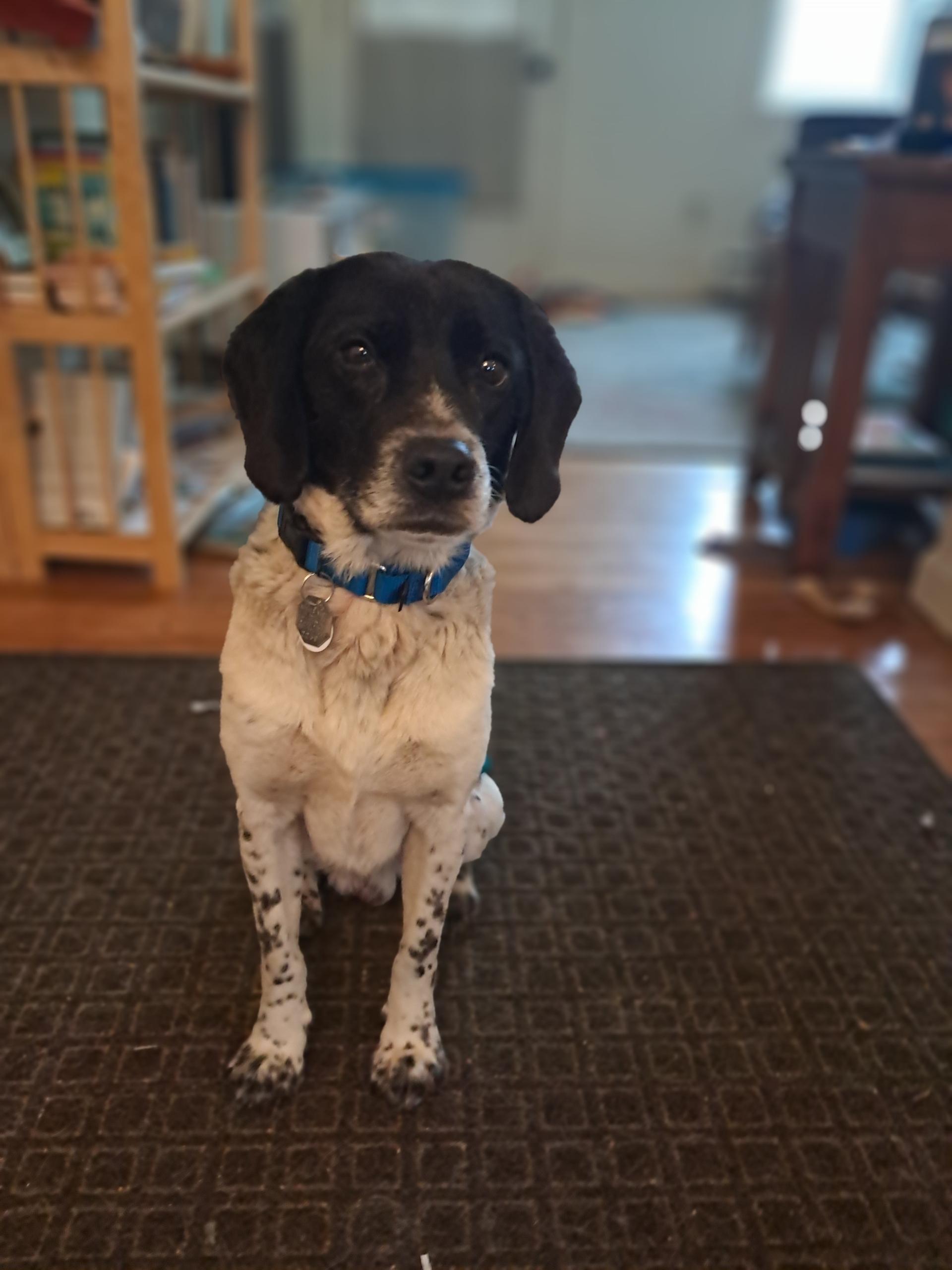 Cow, a Adoption Pending mixed breed in Glover, VT image 2/6