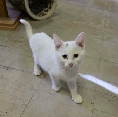 Enlarge Icicle, a ADOPTABLE Domestic Short Hair in Fulton, NY image 4/5