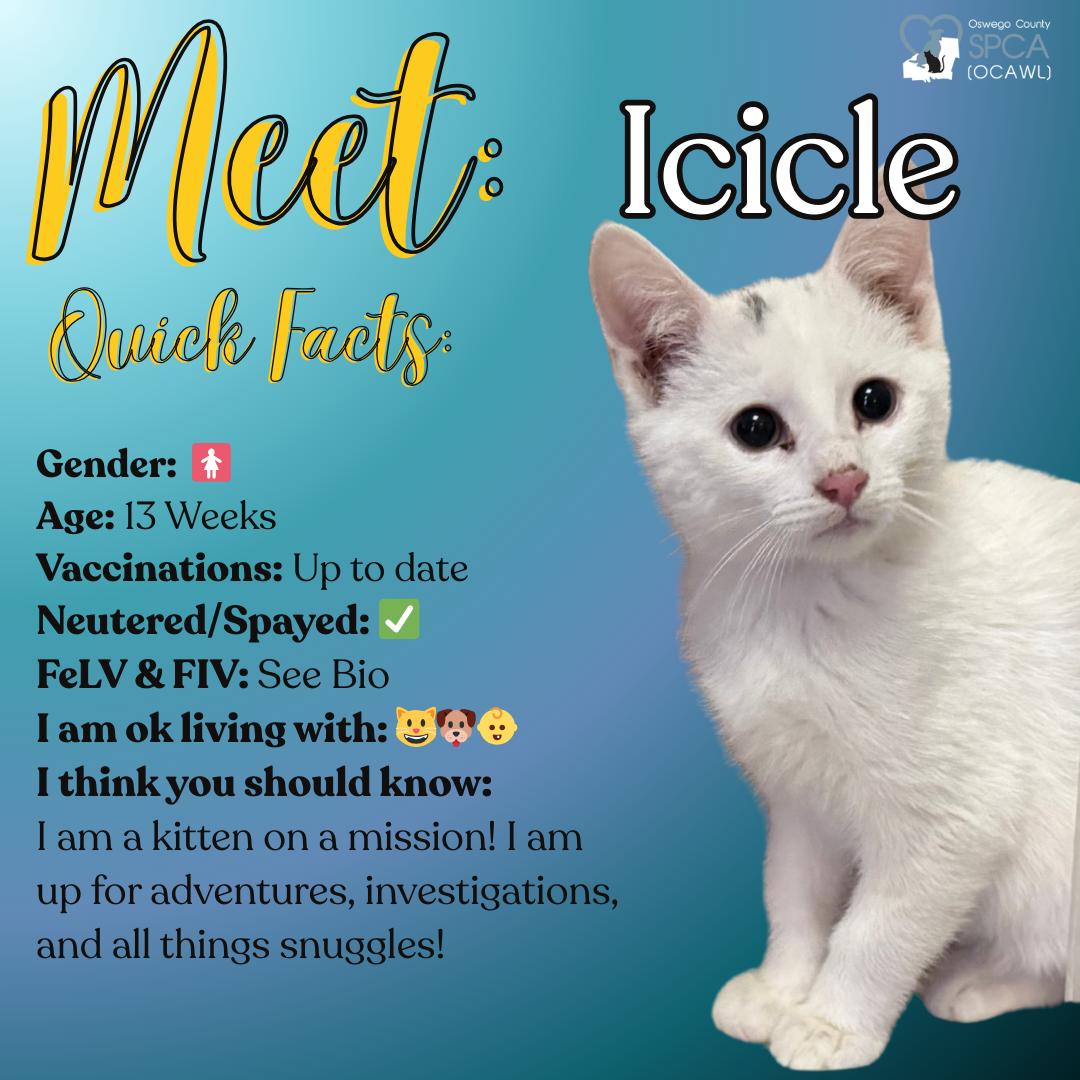 Enlarge Icicle, a ADOPTABLE Domestic Short Hair in Fulton, NY image 1/5