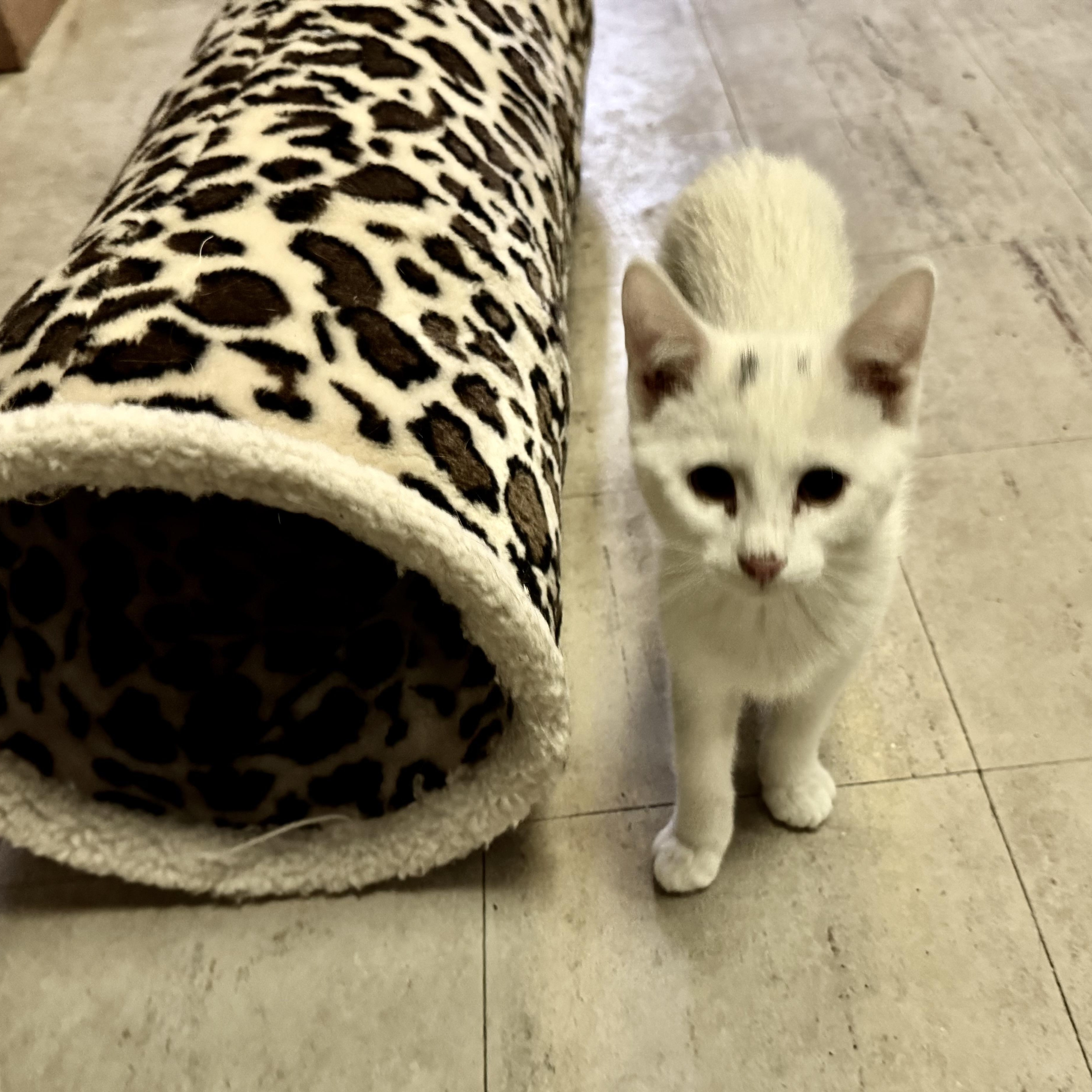 Enlarge Icicle, a ADOPTABLE Domestic Short Hair in Fulton, NY image 2/5