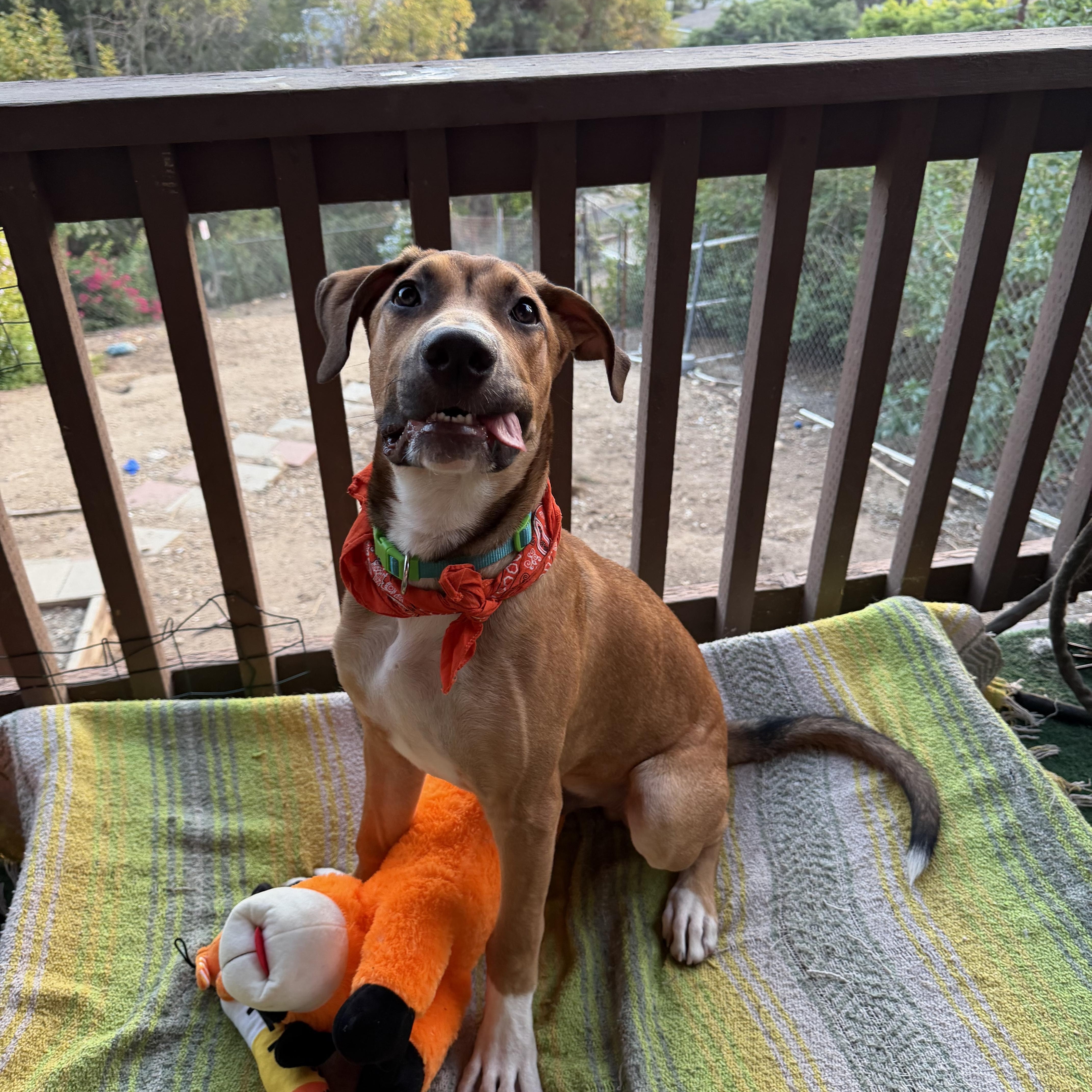 Enlarge Curry, a Adoptable mixed breed in Whittier, CA image 4/5