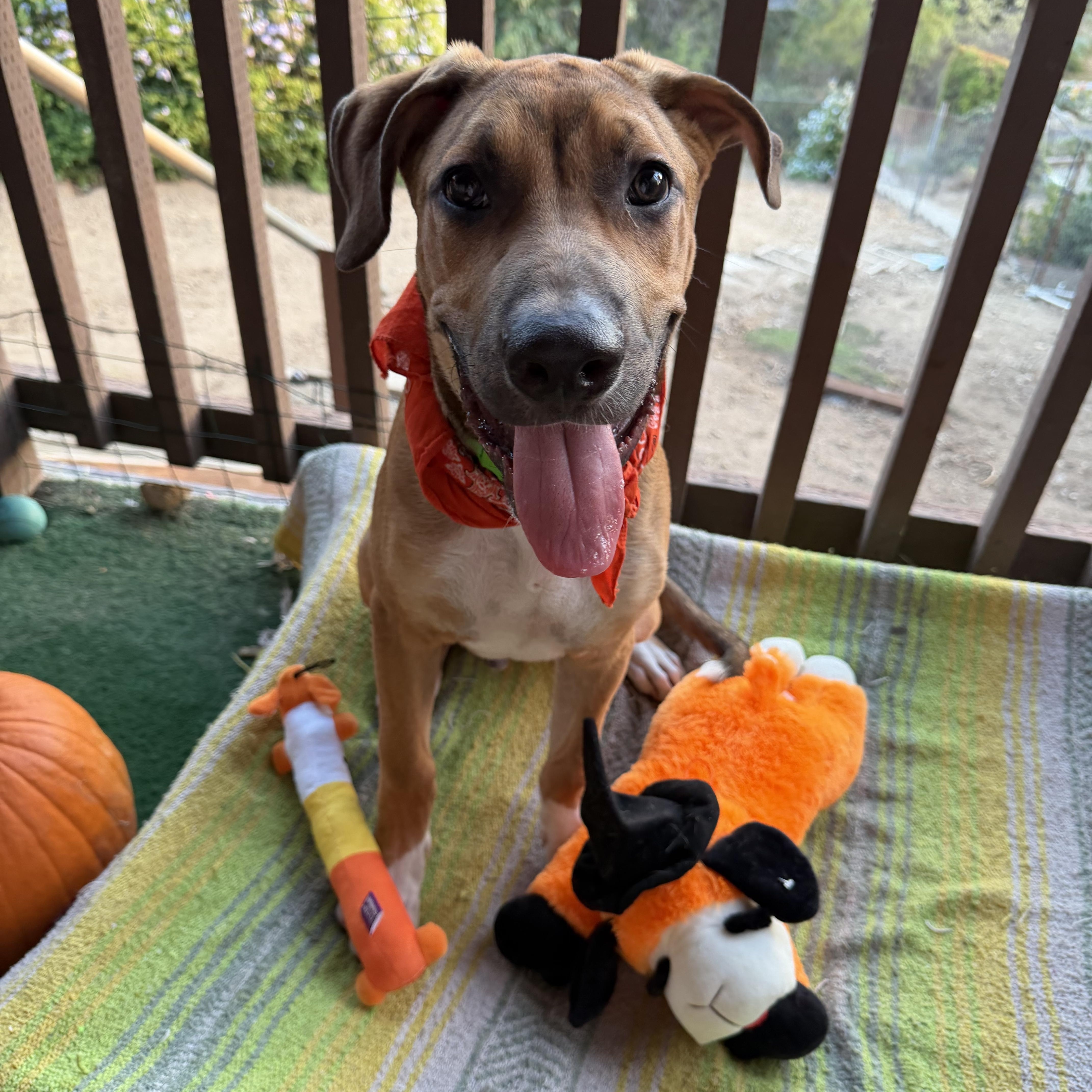 Enlarge Curry, a Adoptable mixed breed in Whittier, CA image 2/5
