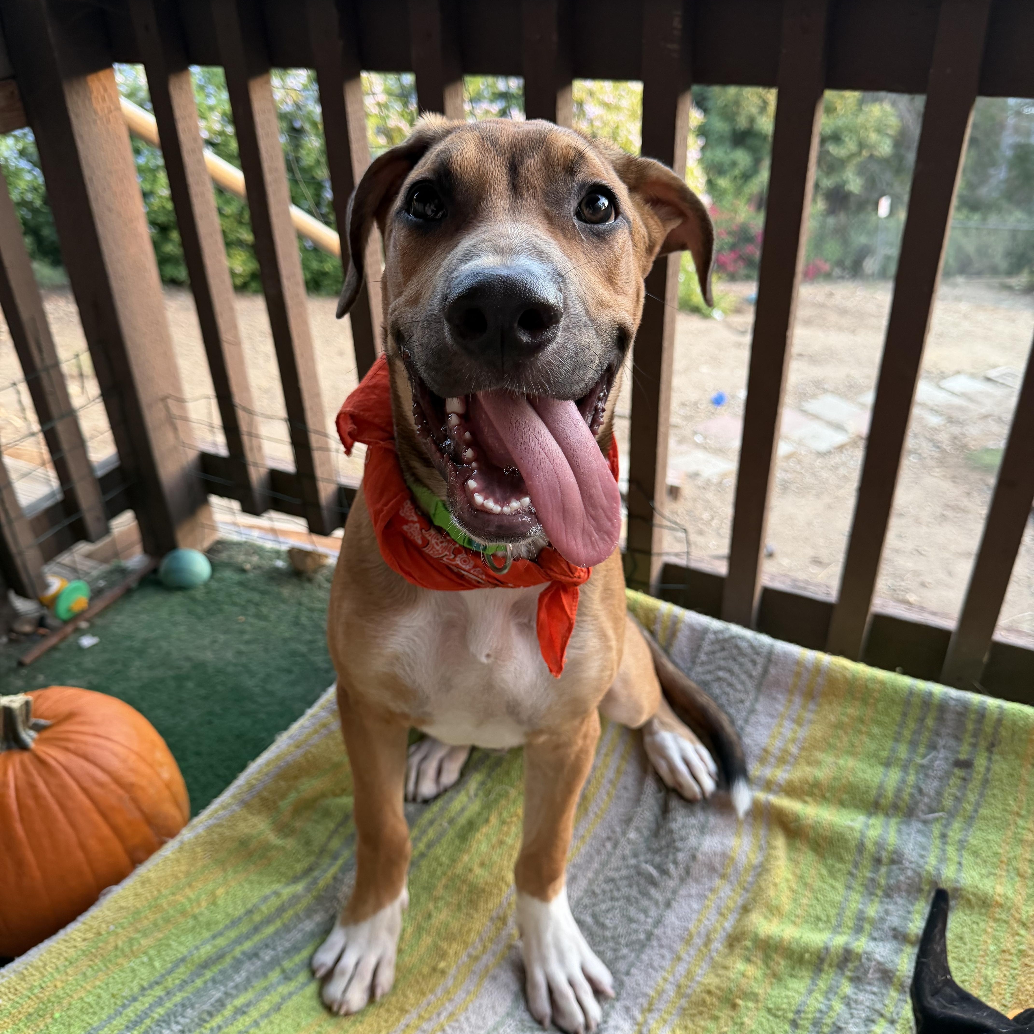 Enlarge Curry, a Adoptable mixed breed in Whittier, CA image 1/5