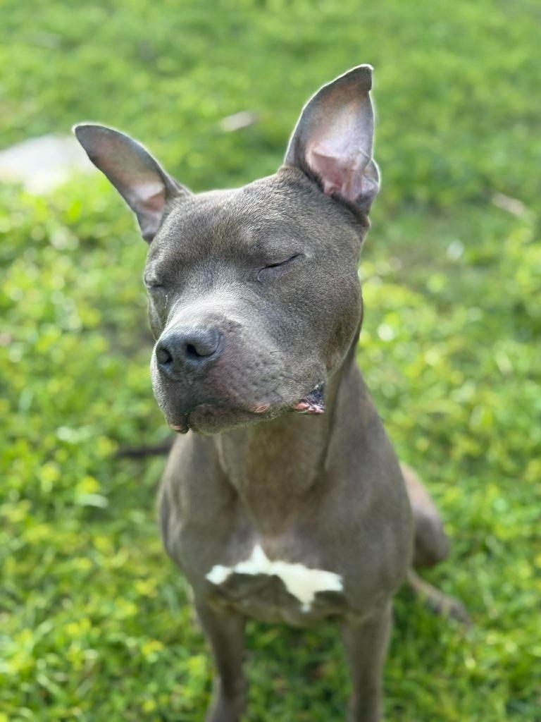 Diezel, a Adoptable mixed breed in Sebastian, FL image 1/6