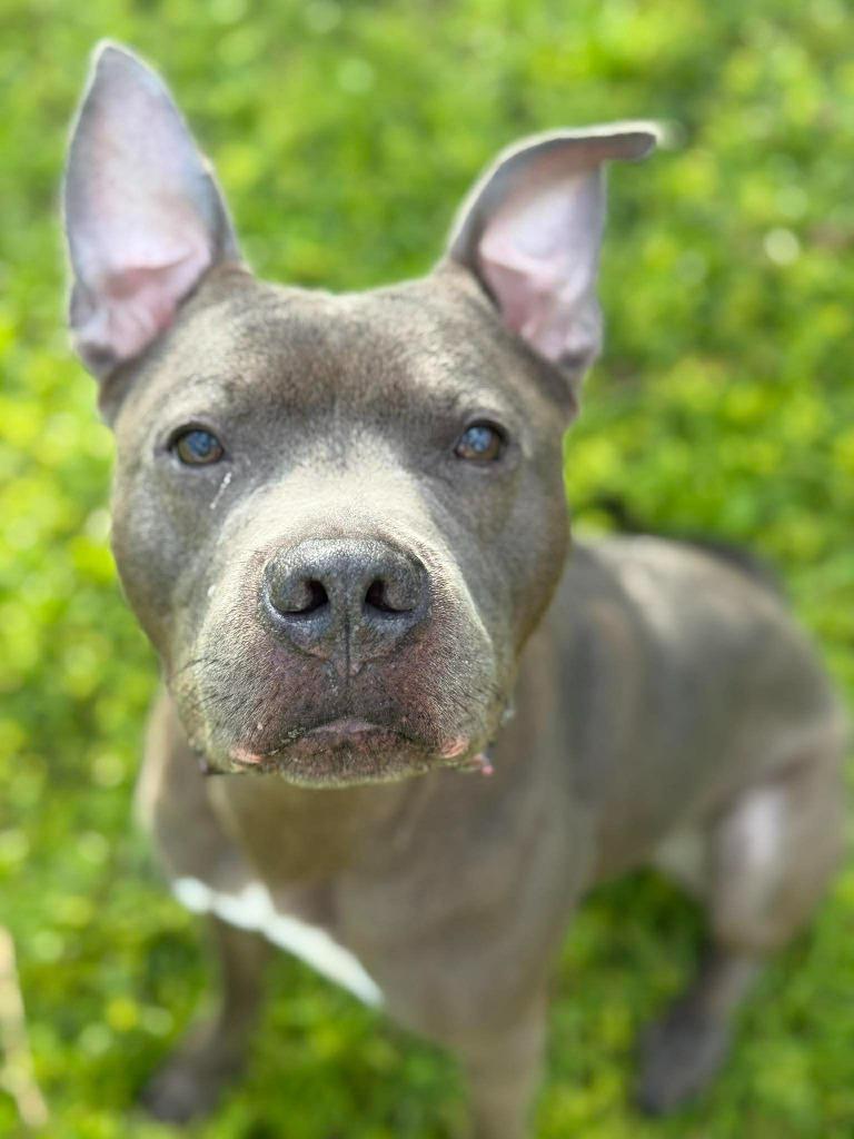 Diezel, a Adoptable mixed breed in Sebastian, FL image 2/6