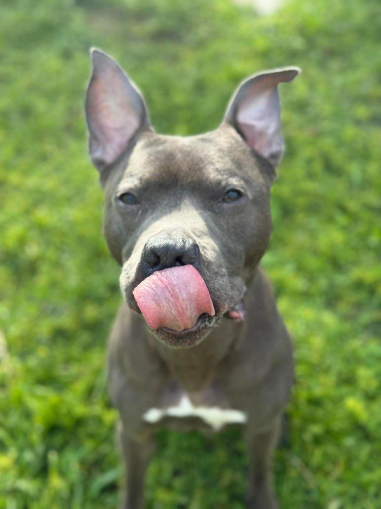 Diezel, a Adoptable mixed breed in Sebastian, FL image 3/6