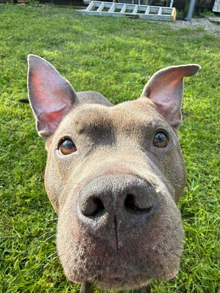 Diezel, a Adoptable mixed breed in Sebastian, FL image 4/6