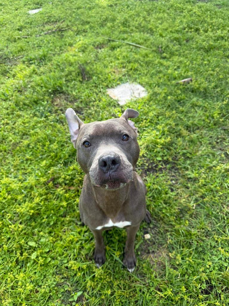 Diezel, a Adoptable mixed breed in Sebastian, FL image 5/6