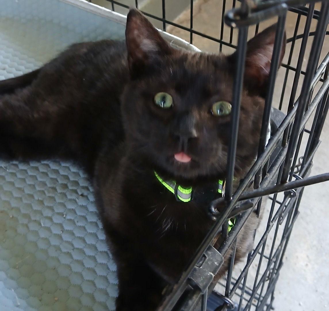 Coal, Adoptable, Young Male Domestic Short Hair.