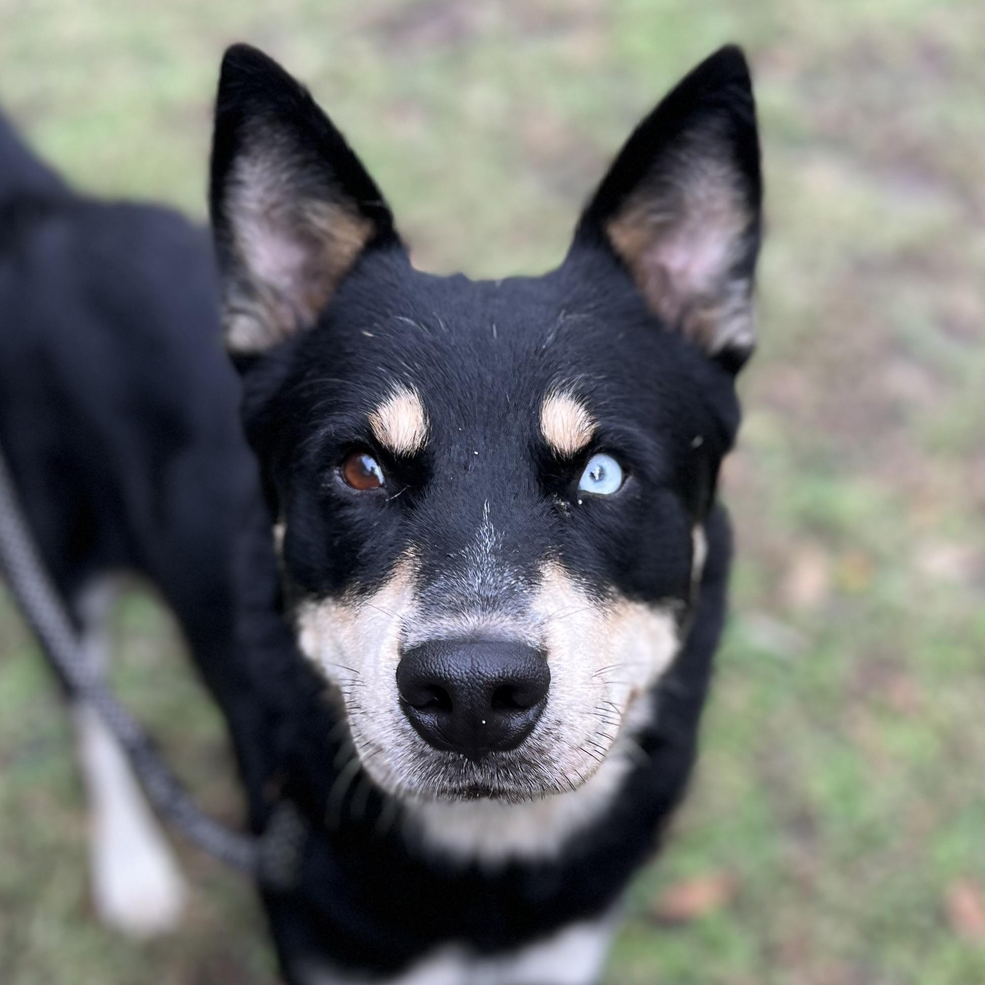 Bucee, Adoptable, Adult Male German Shepherd Dog.