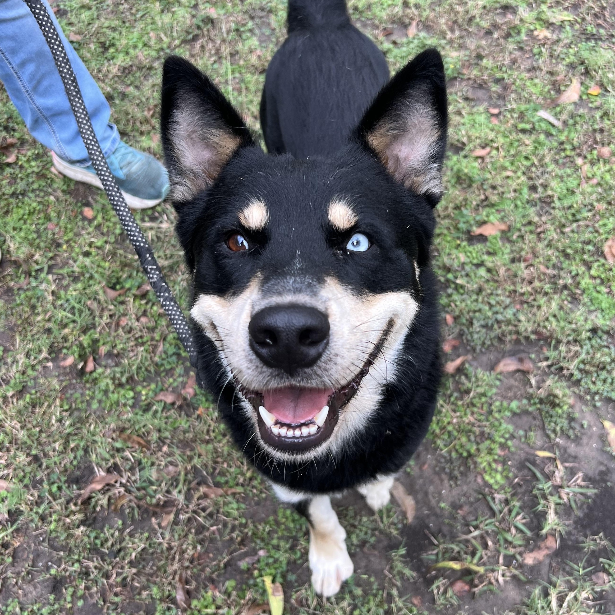 Bucee, a Adoptable mixed breed in Sherman, TX image 3/3