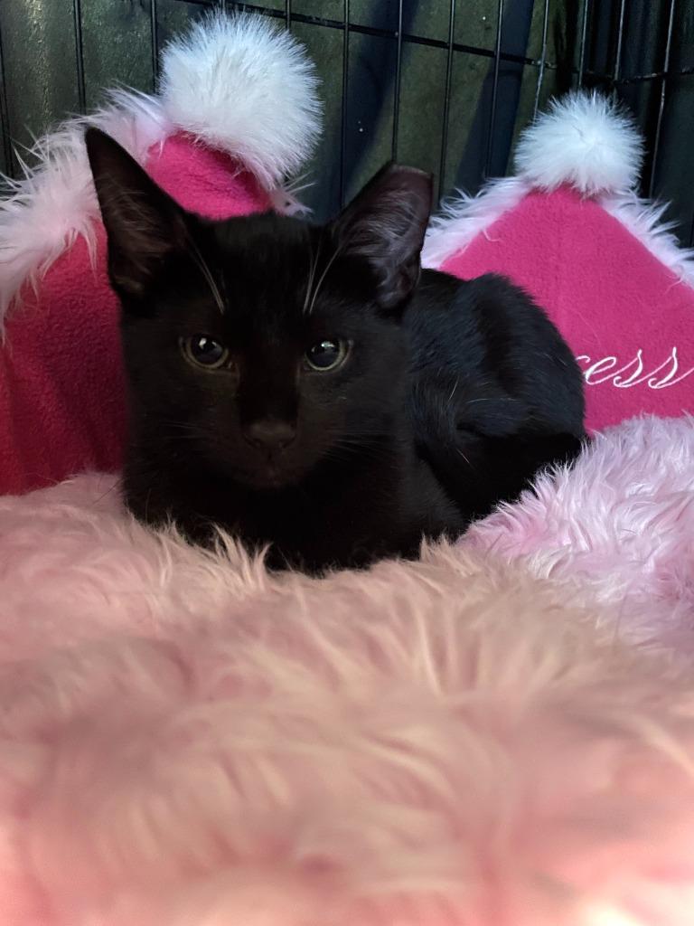 Sriracha, Adoptable, Adult Female Domestic Short Hair.