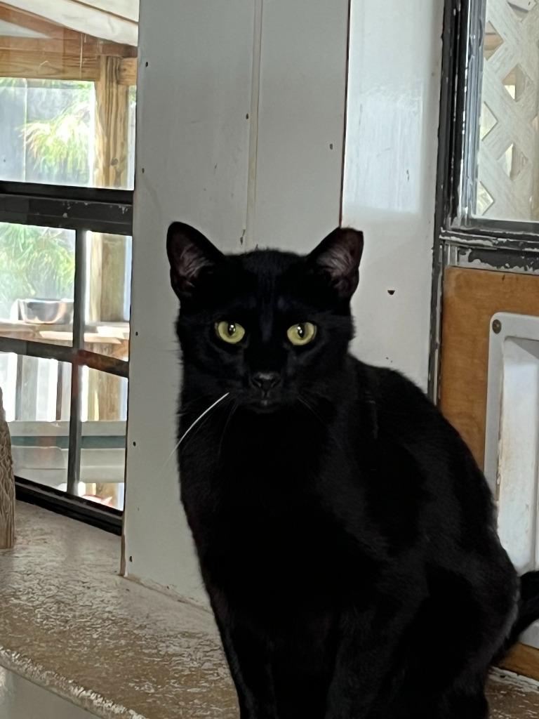 Sriracha, Adoptable, Adult Female Domestic Short Hair.