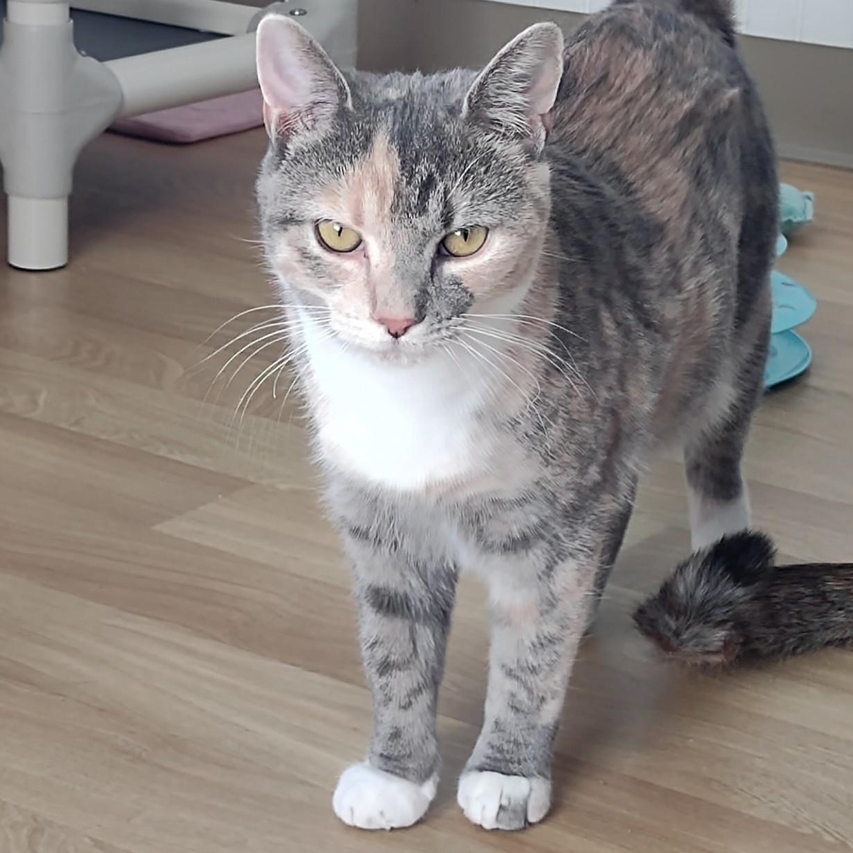 Stella, Adoptable, Kitten Female Dilute Calico & Domestic Short Hair.