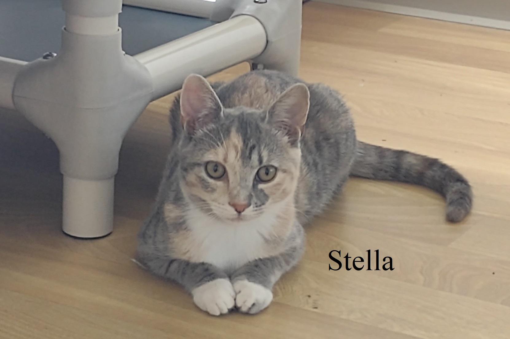 Stella