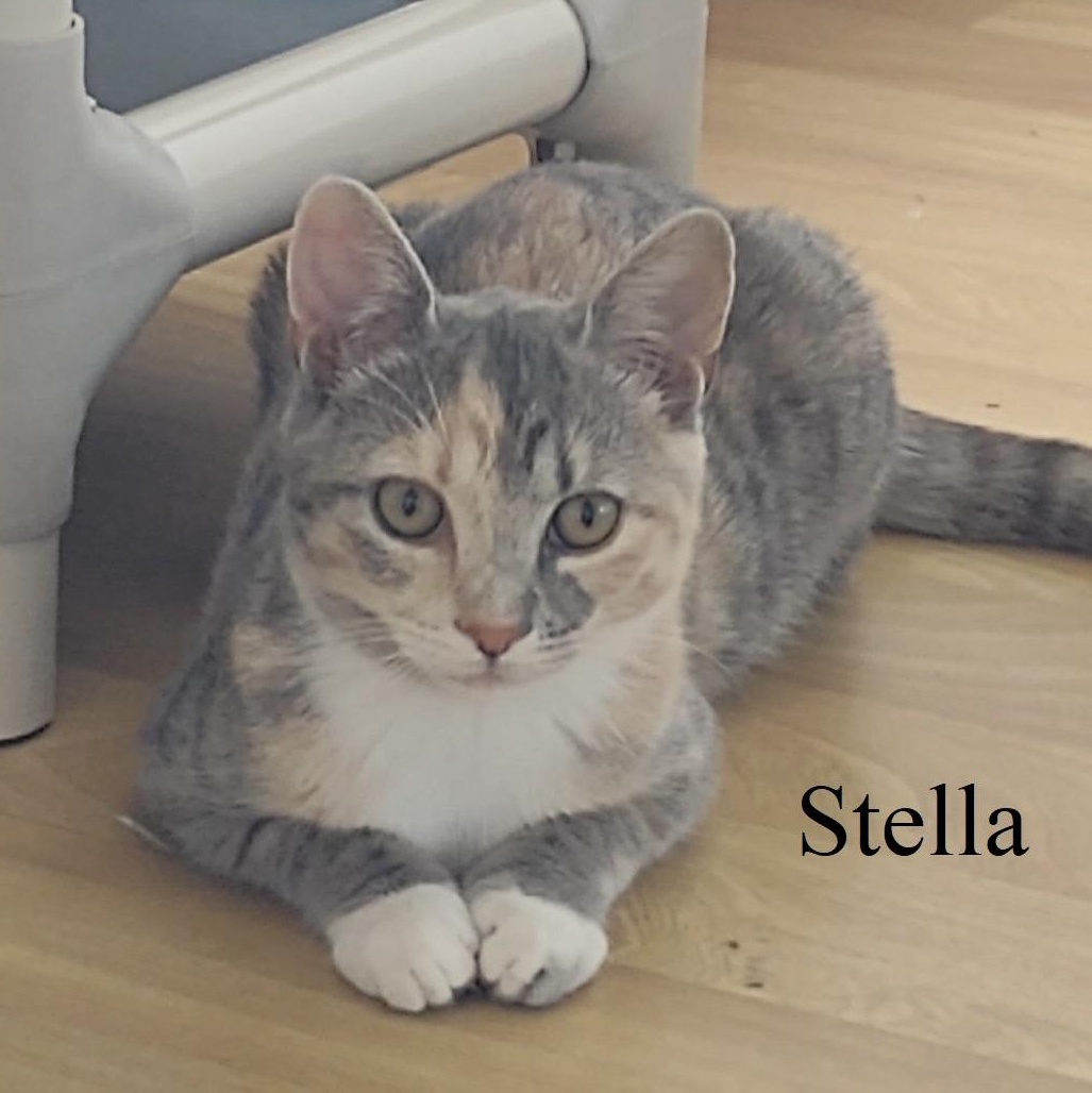 Stella, a Adoptable mixed breed in Montour Falls, NY image 4/4