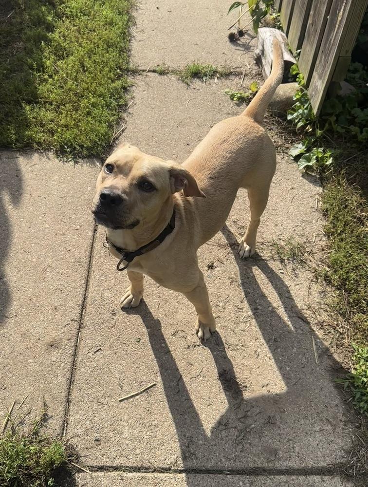 Neptune, Adoptable, Adult Male Mixed Breed.
