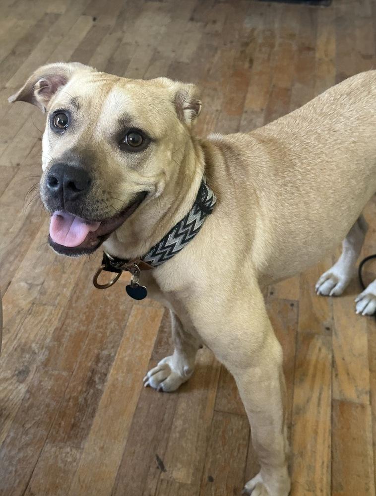 Enlarge Neptune, a Adoptable mixed breed in Grand Rapids, MI image 2/4