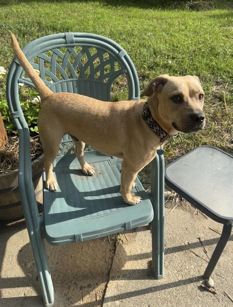 Enlarge Neptune, a Adoptable mixed breed in Grand Rapids, MI image 3/4