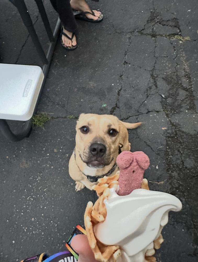 Enlarge Neptune, a Adoptable mixed breed in Grand Rapids, MI image 4/4