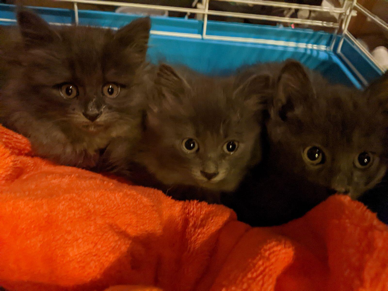 Charcoal, a Adopted Domestic Long Hair in Hesperia, CA image 2/2