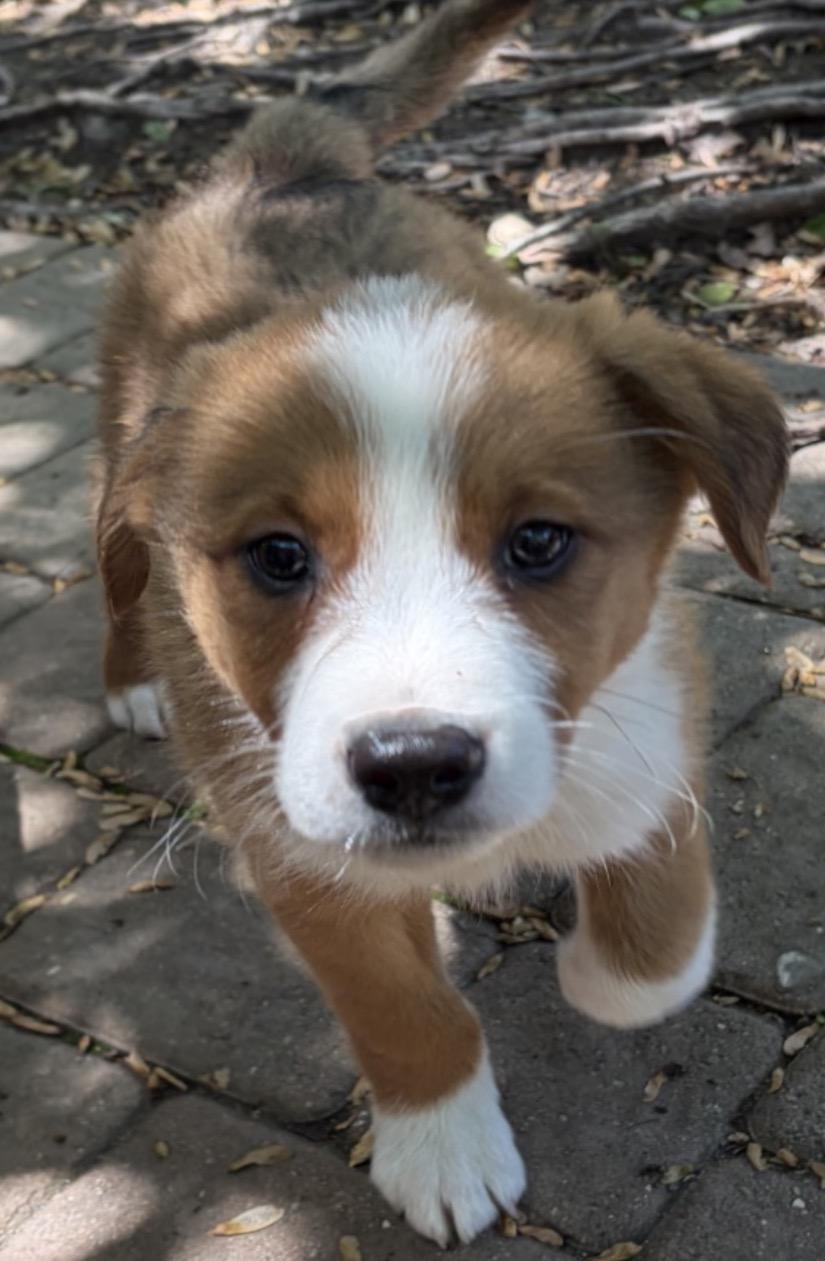 Spidey, adopted, Puppy Male Border Collie.