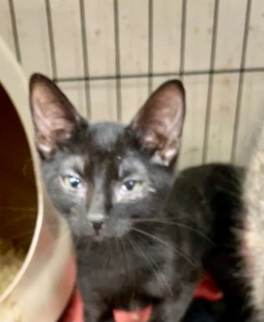 Enlarge Bijou, a Adoptable mixed breed in New Orleans, LA image 1/2