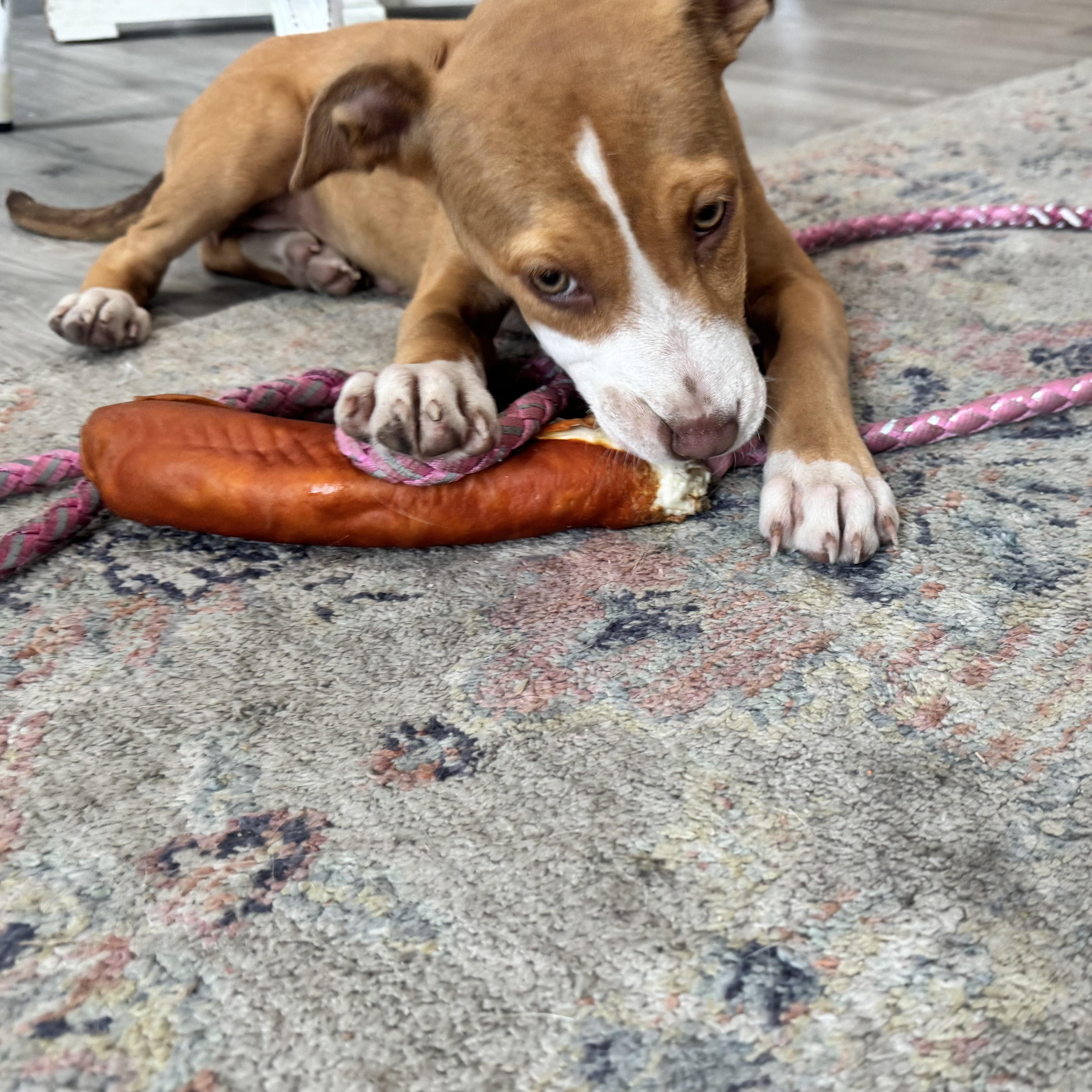 Enlarge Barbie, a Adoptable mixed breed in Calabash, NC image 2/3
