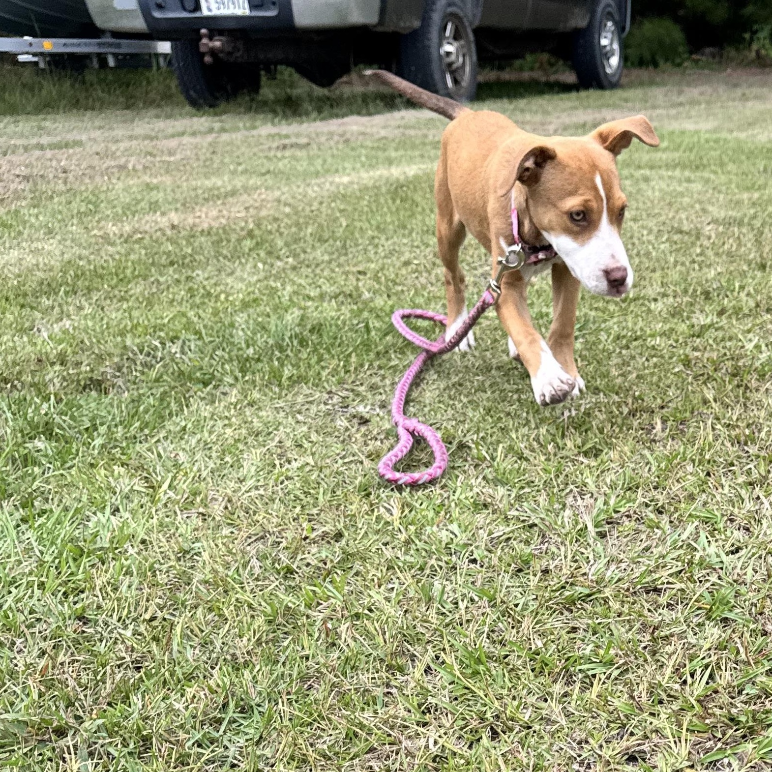 Enlarge Barbie, a Adoptable mixed breed in Calabash, NC image 3/3