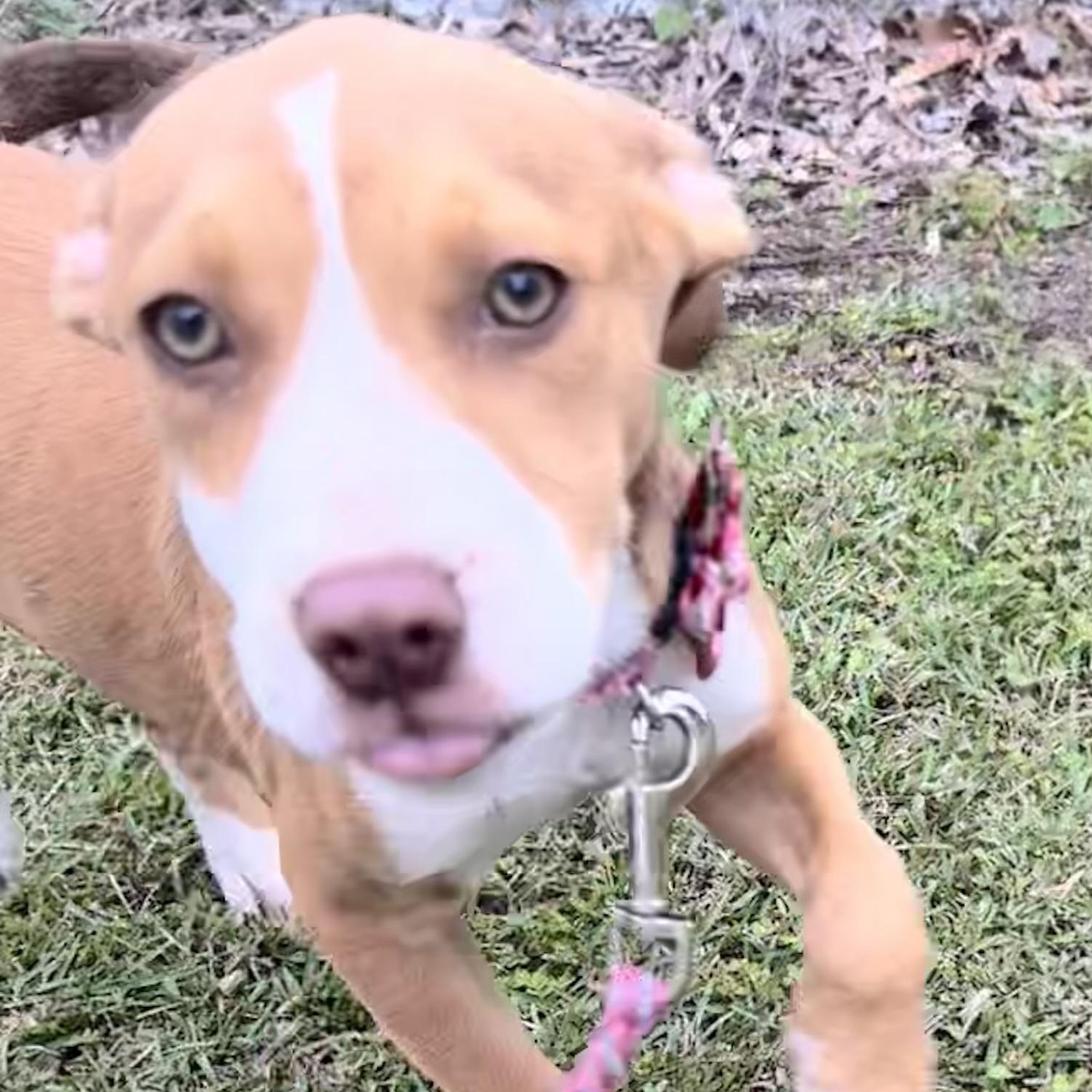 Barbie, Adoptable, Young Female Terrier.