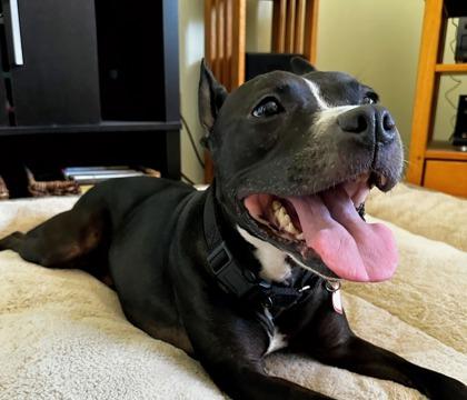 Enlarge Rylee, a Adoptable mixed breed in Boulder, CO image 1/3