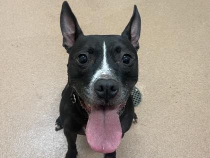 Enlarge Rylee, a Adoptable mixed breed in Boulder, CO image 2/3