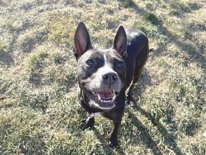 Enlarge Rylee, a Adoptable mixed breed in Boulder, CO image 3/3