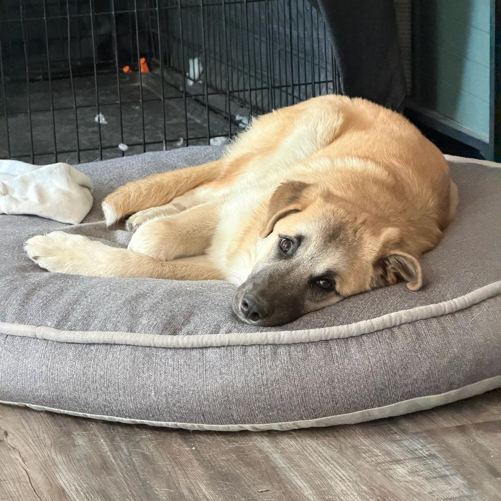 Donna, Adoptable, Young Female Anatolian Shepherd.