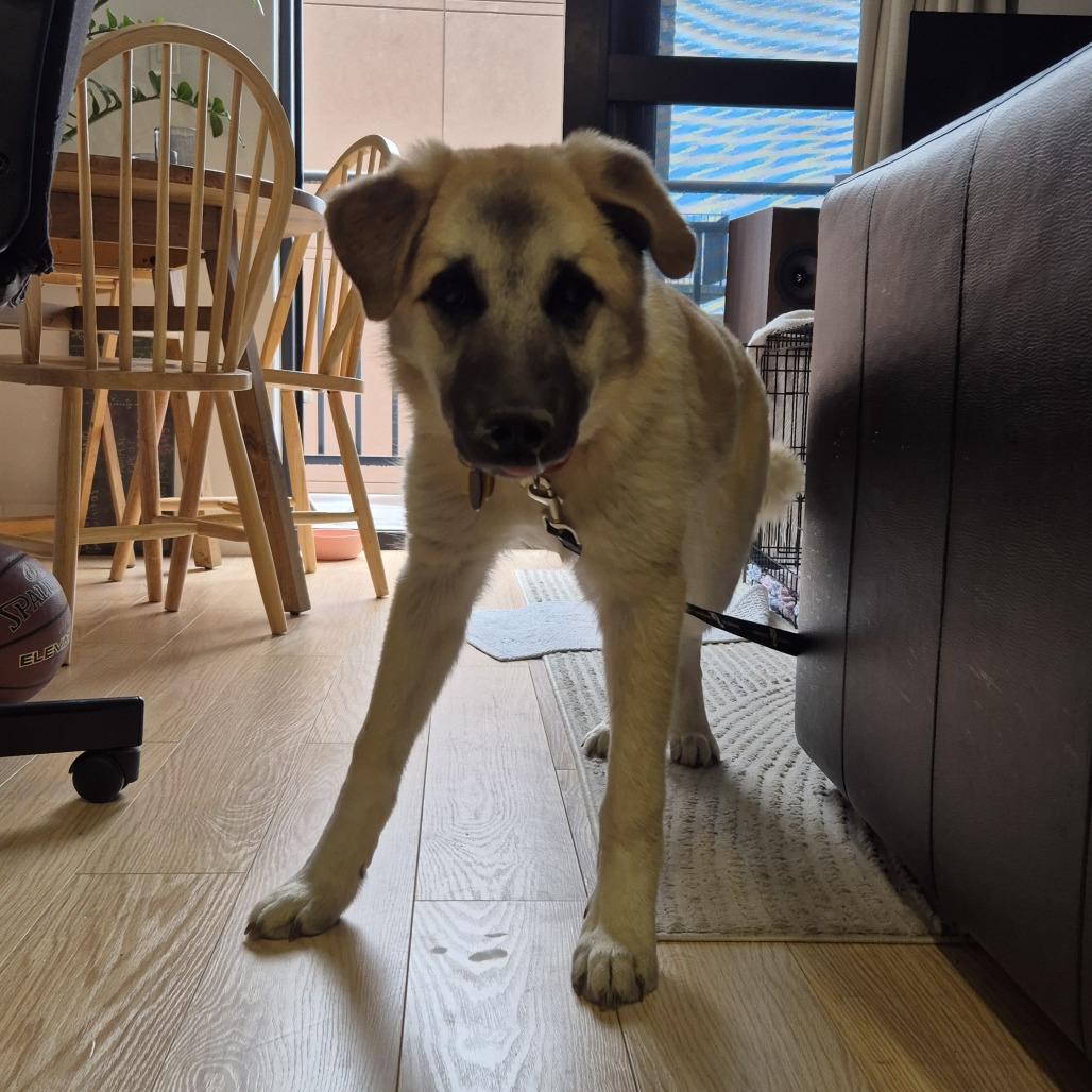 Enlarge Donna, a Adoptable Anatolian Shepherd in Brooklyn, NY image 2/6