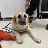 Enlarge Donna, a Adoptable Anatolian Shepherd in Brooklyn, NY image 3/6