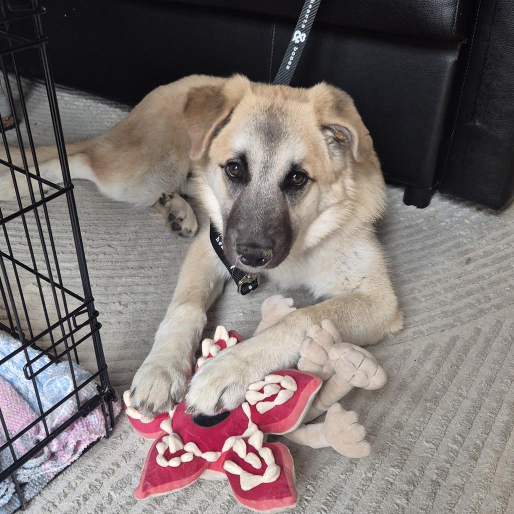 Enlarge Donna, a Adoptable Anatolian Shepherd in Brooklyn, NY image 4/6