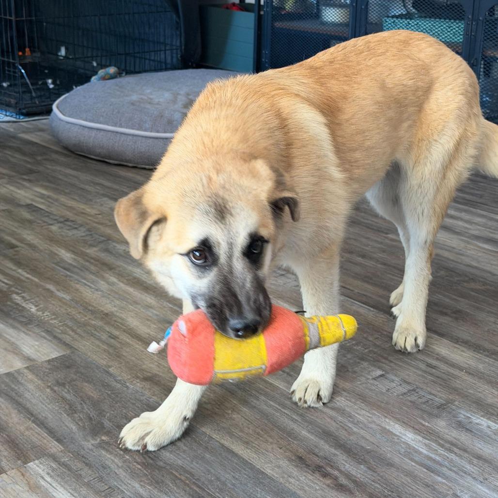 Enlarge Donna, a Adoptable Anatolian Shepherd in Brooklyn, NY image 5/6