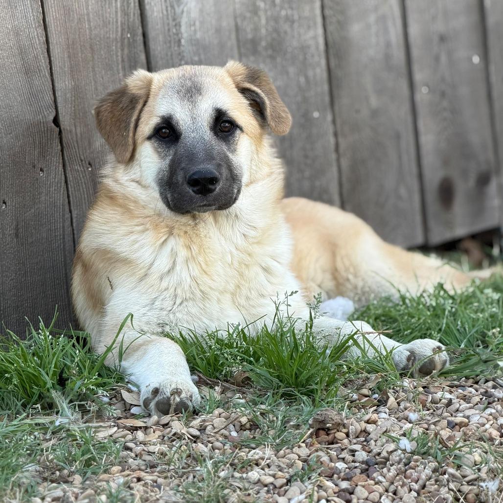 Enlarge Donna, a Adoptable Anatolian Shepherd in Brooklyn, NY image 6/6