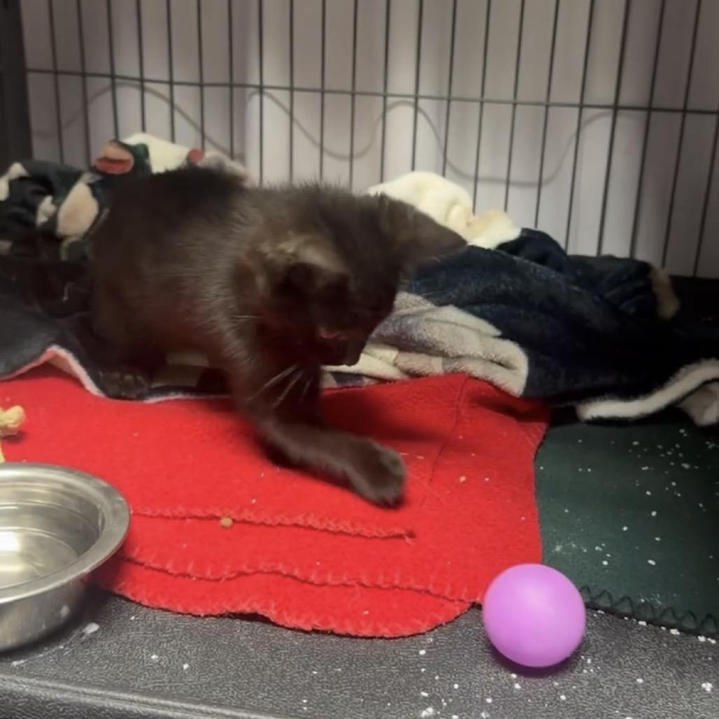 Mini, a Adoptable Domestic Short Hair in New Orleans, LA image 1/4