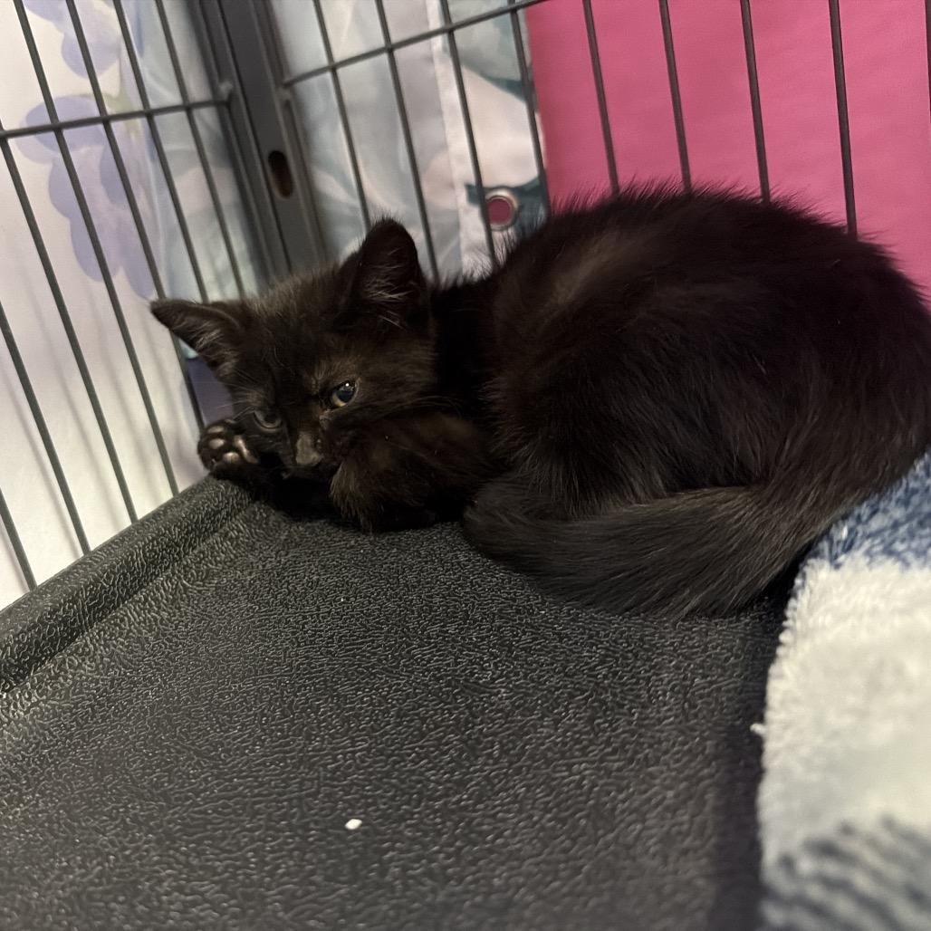 Mini, a Adoptable Domestic Short Hair in New Orleans, LA image 2/4