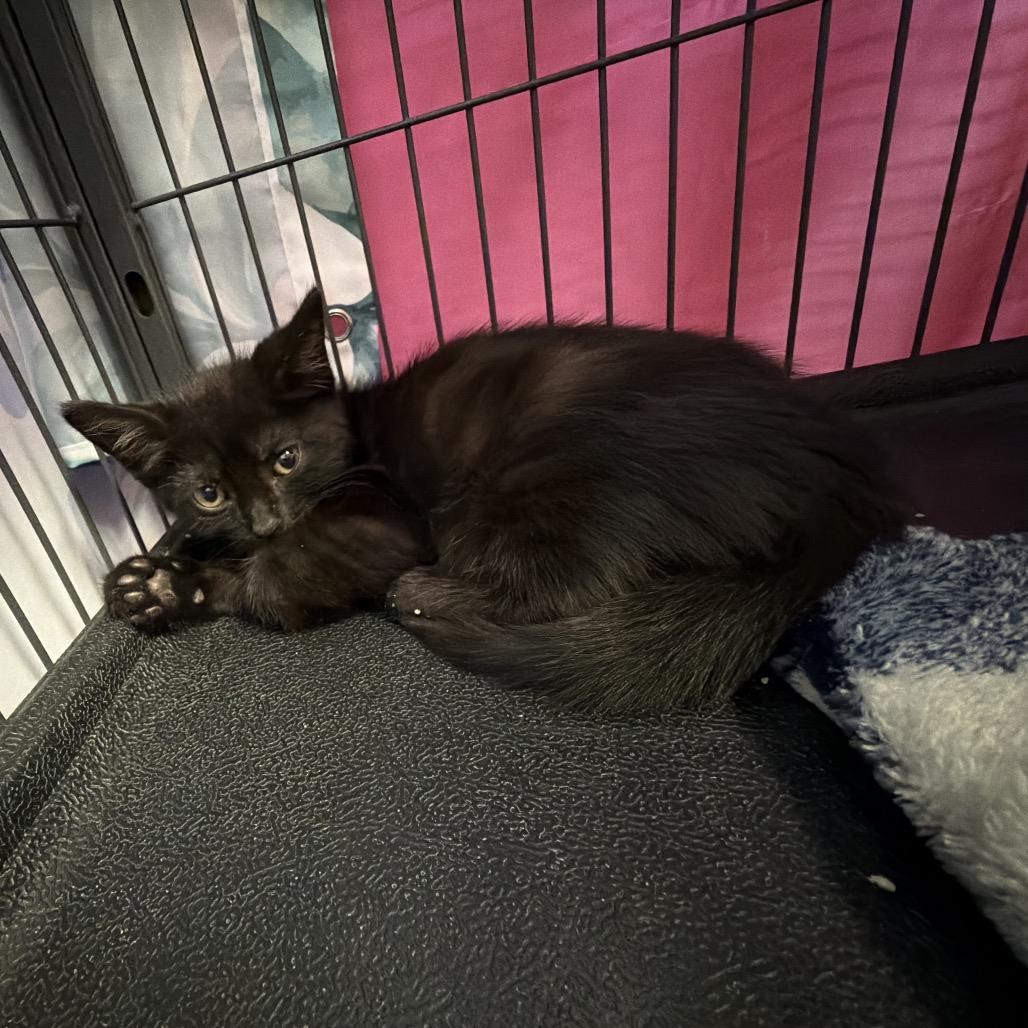 Mini, a Adoptable Domestic Short Hair in New Orleans, LA image 3/4