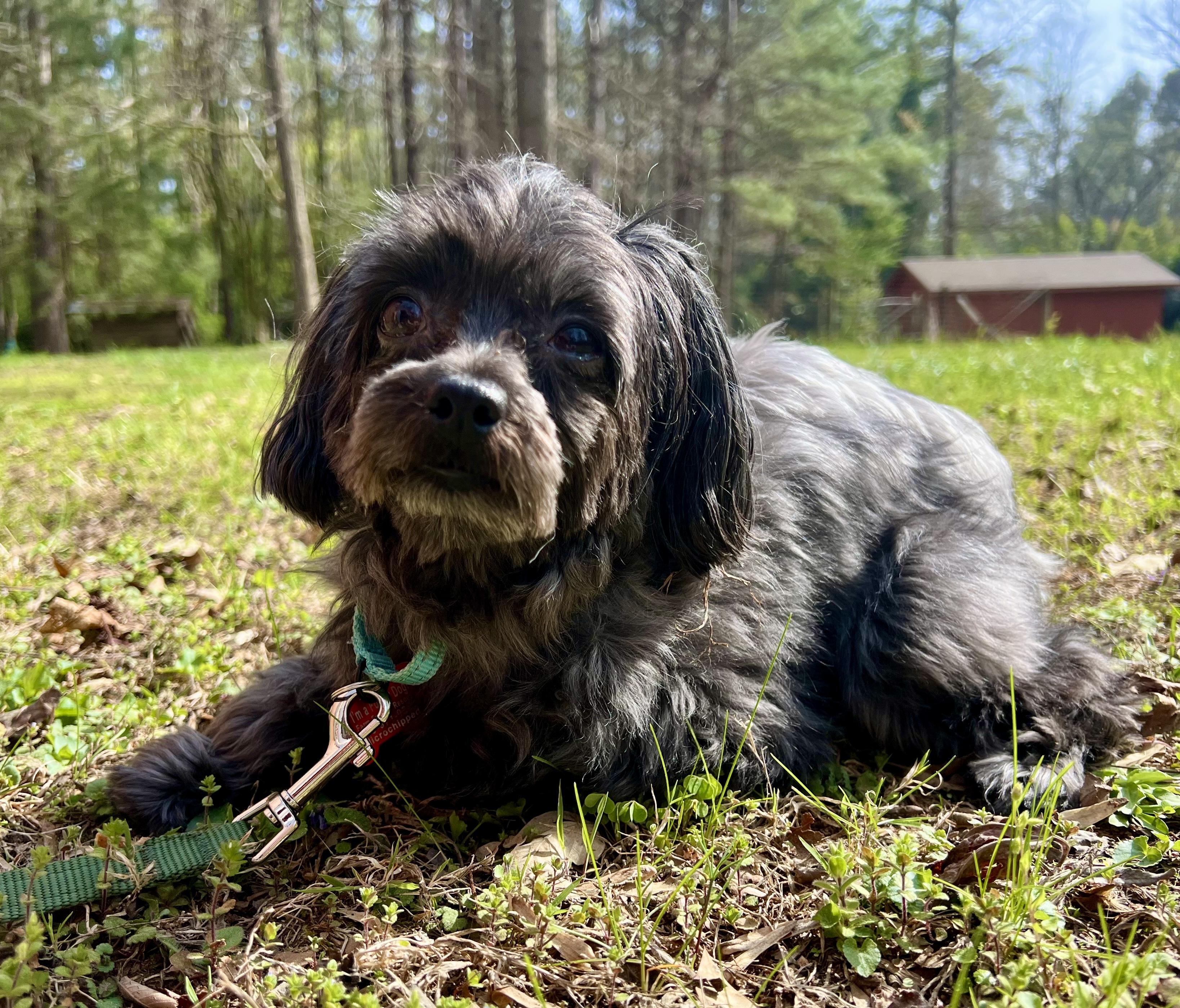 Enlarge Roxy, an adopted mixed breed in Pittsboro, NC image 1/4