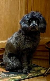 Enlarge Roxy, an adopted mixed breed in Pittsboro, NC image 4/4