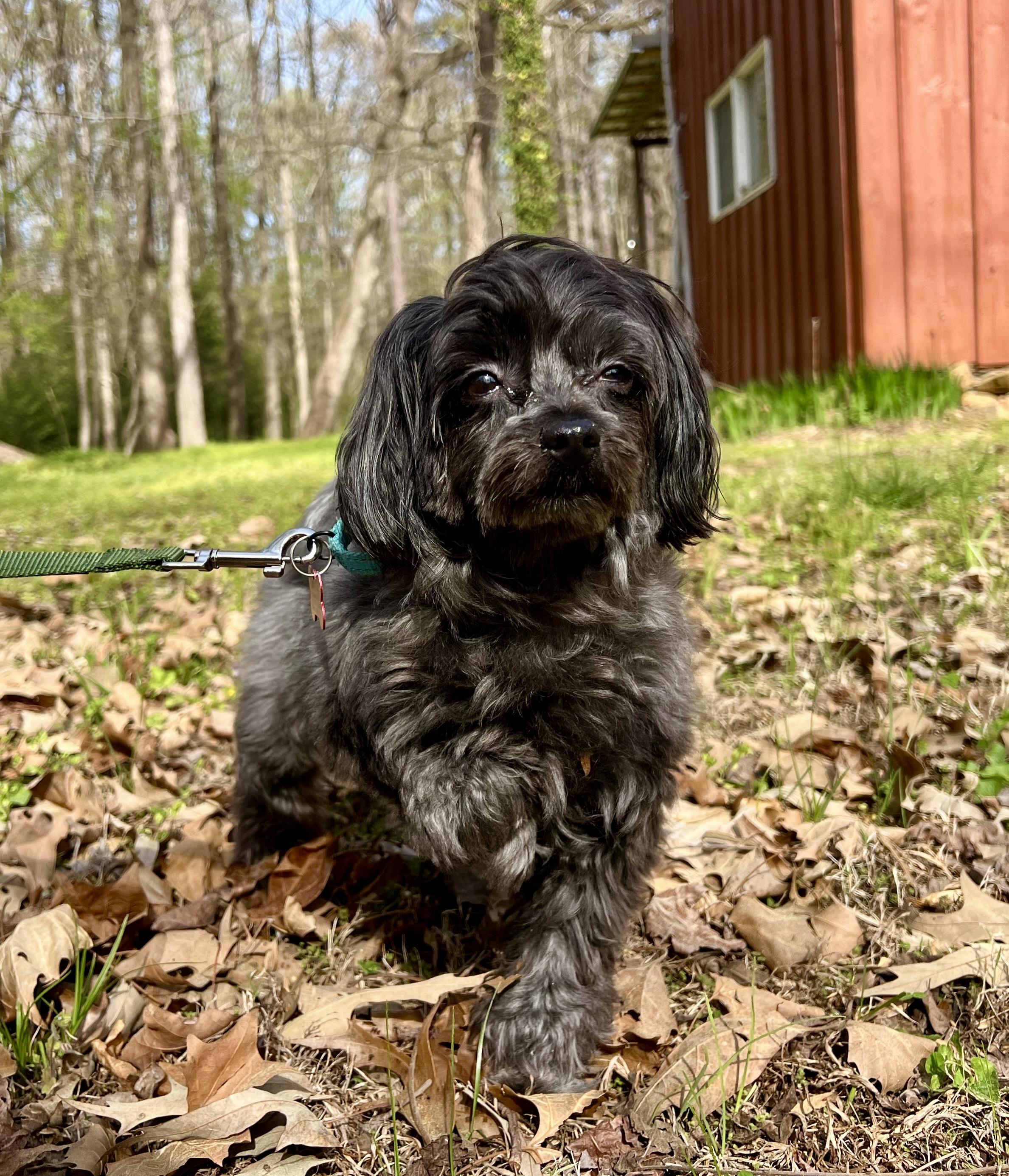 Enlarge Roxy, an adopted mixed breed in Pittsboro, NC image 2/4