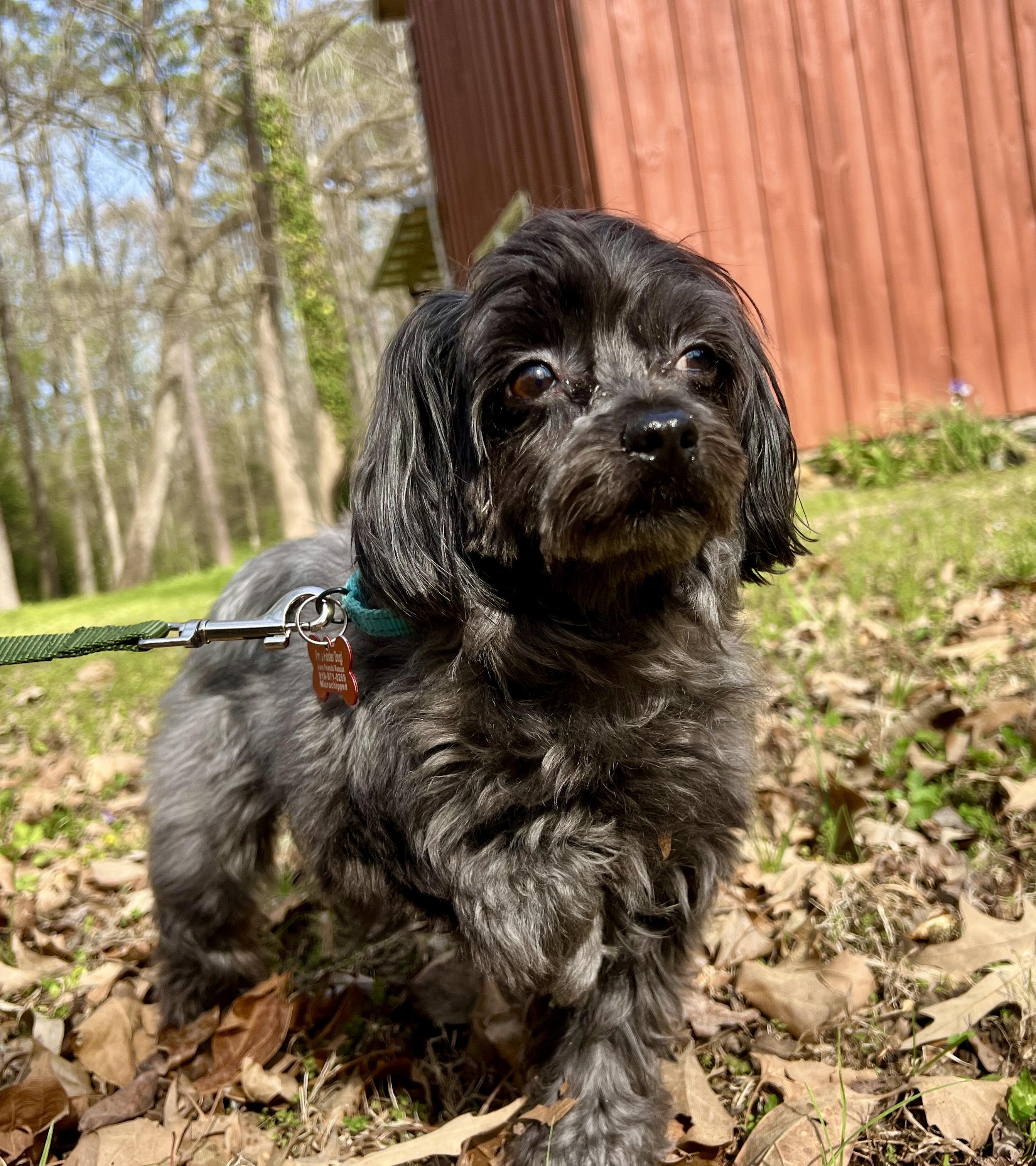 Enlarge Roxy, an adopted mixed breed in Pittsboro, NC image 3/4