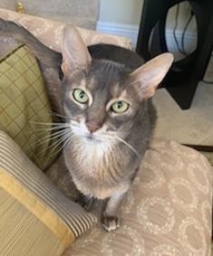 BlueBoy, Adoptable, Senior Male Abyssinian.