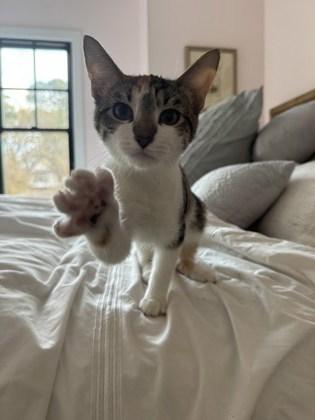 Evergreen, Adoptable, Young Female Domestic Short Hair & Domestic Short Hair.